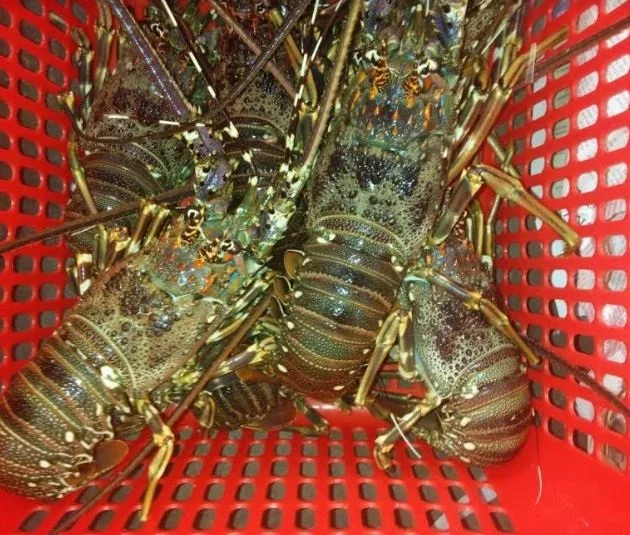 Морепродукты премиум класса свежий и замороженный лобстер Омар с хвостом для продажи живой шпионский