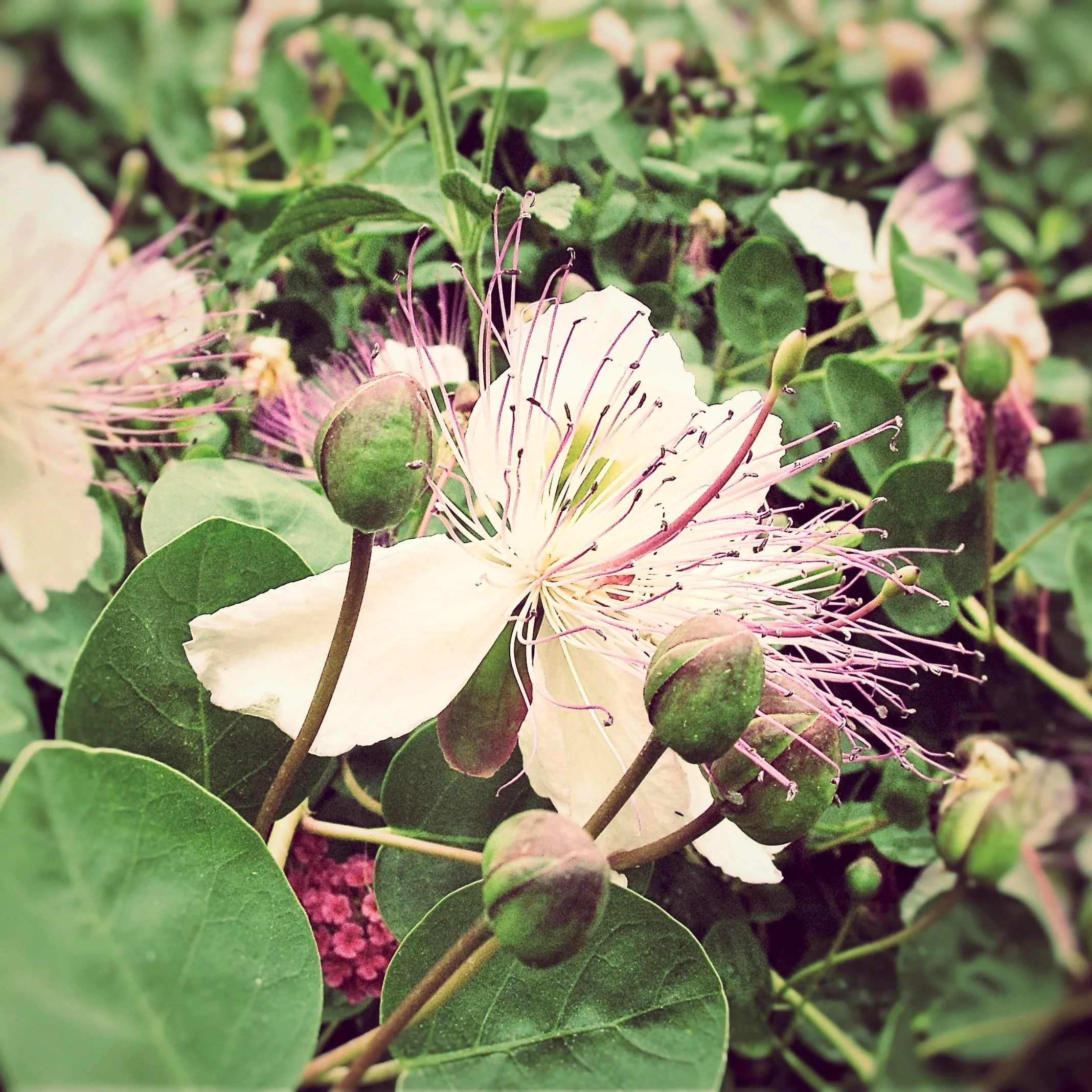 Made in Italy ready to eat food top quality  500 g glass jar capers pesto for seasoning