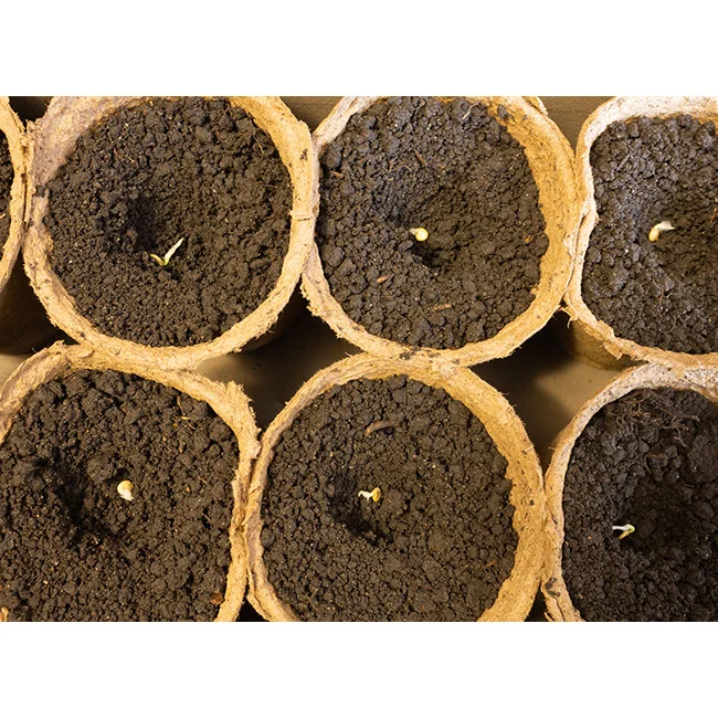 COIR SEEDLING CUP FOR SALE FROM INDIA