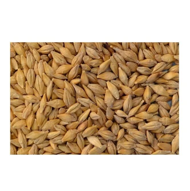 100% органические Ячменные зерна чистого качества по лучшей низкой оптовой