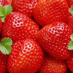 strawberry fruit.jpg