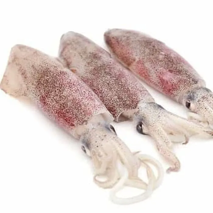 Frozen 25-30 cm Wholeround Loligo Squid Best Quality Frozen Squid Cheap price