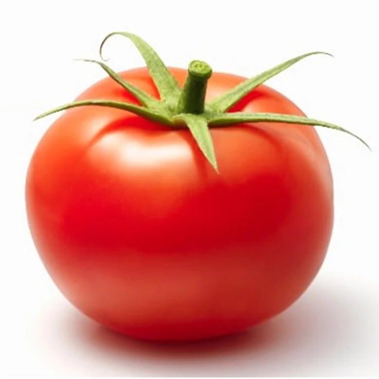 Cheap Price Natural Fresh Tomatoes in Stock