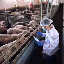 Fish Meal Powder For Animal Feed For Horses and Chicken Poultry Farms Export Good Quality With Customized Packing