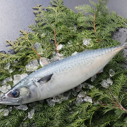 New stock Horse mackerel horse mackerel fish export Bulk Style Time Packaging Package Feature Weight Shelf Origin Life BRC