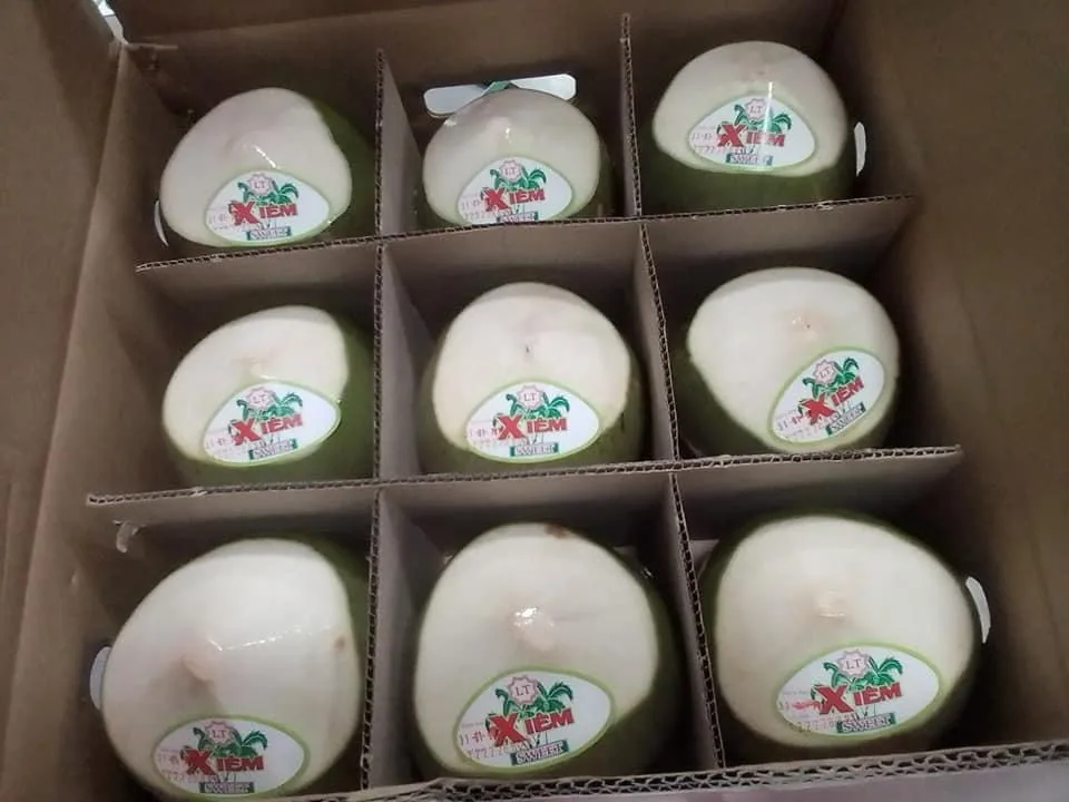 Fresh green young coconut Top quality best price coconut for wholesales 9 Pcs/carton Good Diamond Shape Green