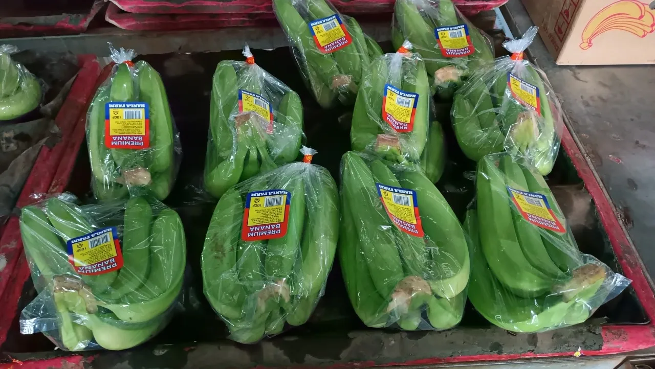 Top-Quality Fresh Bananas, Naturally Sweet and Delicious, Ideal for Cooking and Eating, Premium Fruit, 100% Authentic