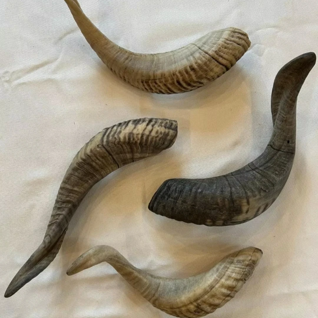 BEST Ram Horn Polished Shofar / Natural Shofar / Shofar Manufacture Natural handmade Kudu Ram Horn Shofar Natural