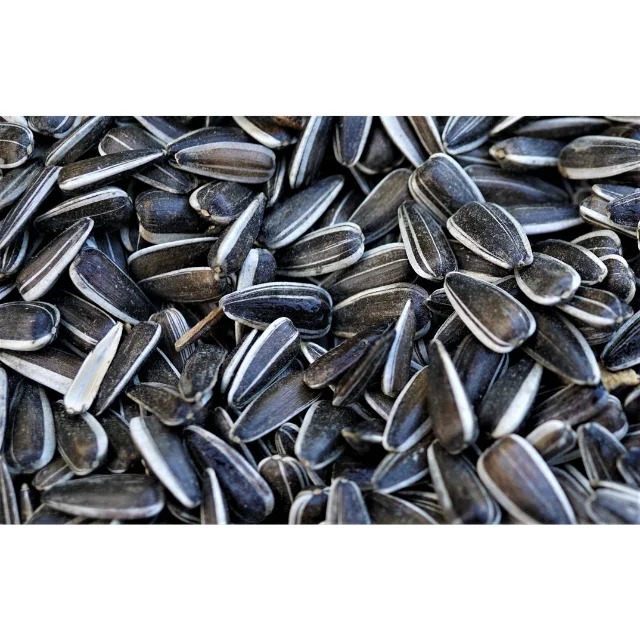 Suppliers Sunflower Seeds Raw Sunflower Karnells in Shell Sale China Bag OEM Shell Box Style Packaging FOOD Natural Taste