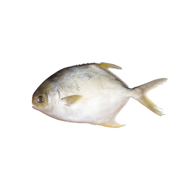 Frozen Pomfret Fish from Indonesia at Good Prices