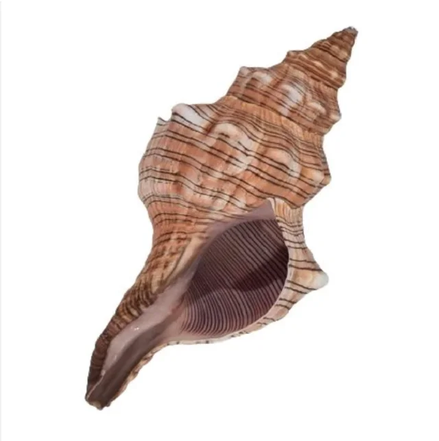 Giant Land Snails for sale High Quality Edible Snails Frozen Dried Fresh Snails For sale