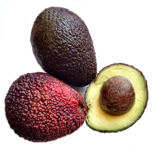 Quality Fresh avocado Fast Shipping with carton high quality avocado/Fresh Avocado for sale