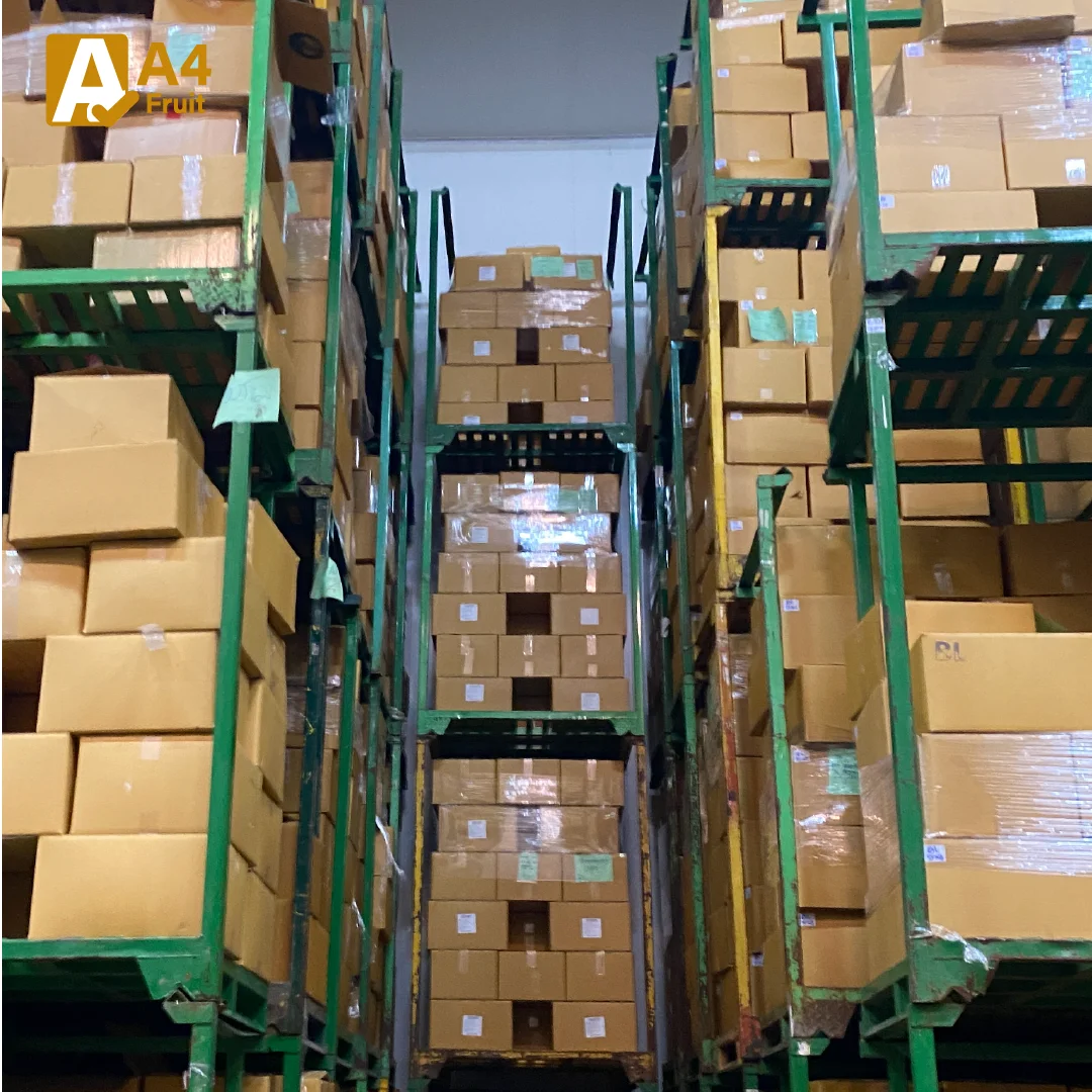 Exclusive premium-grade Monthong durian, available in fresh and frozen varieties, top-quality from Thailand.