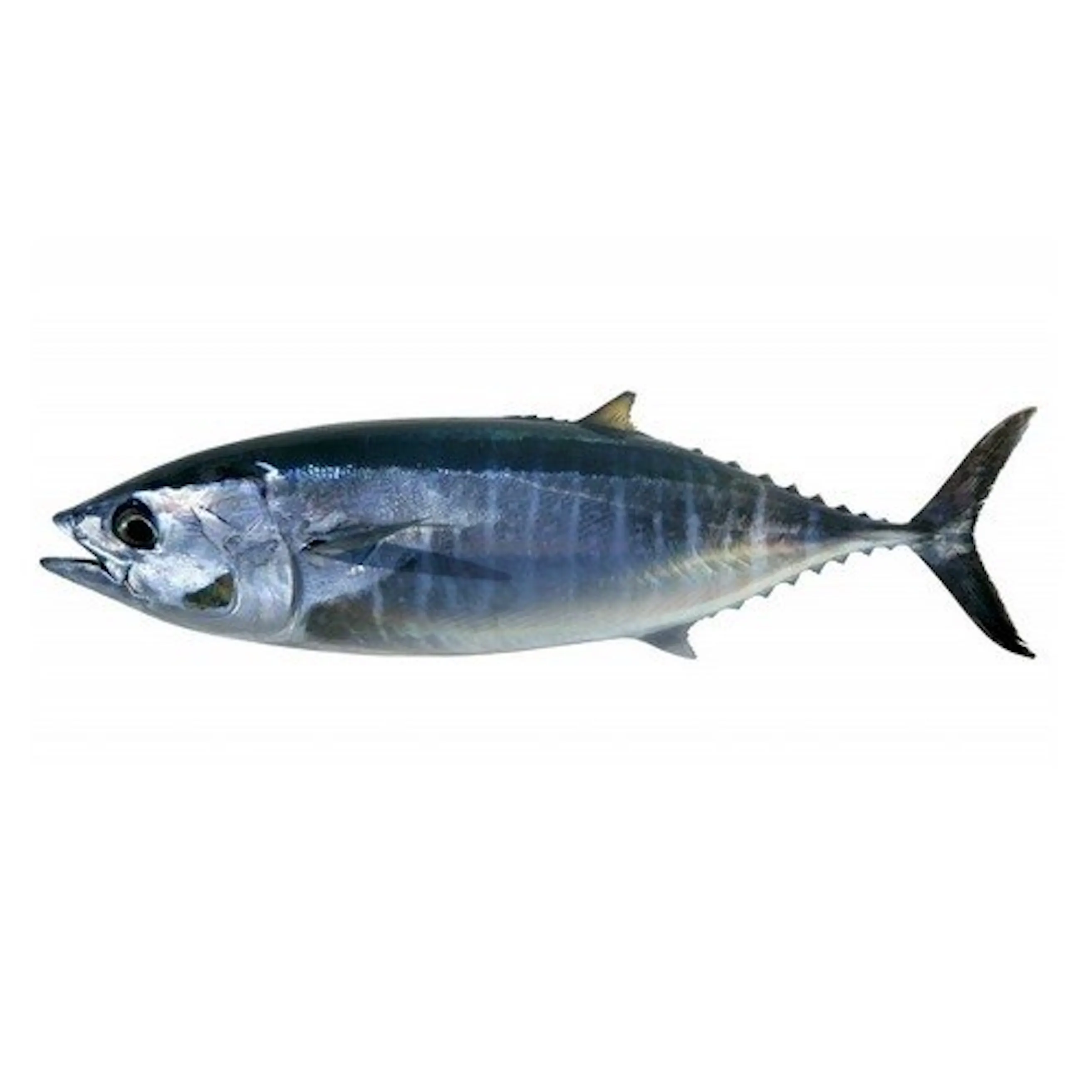 Cheap Frozen Pacific Mackerel Tuna Fish for Exporters