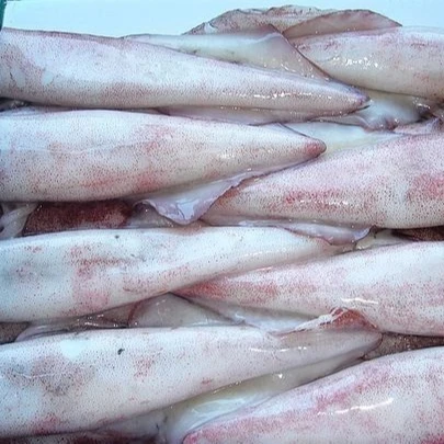 Frozen Giant Squid Beak