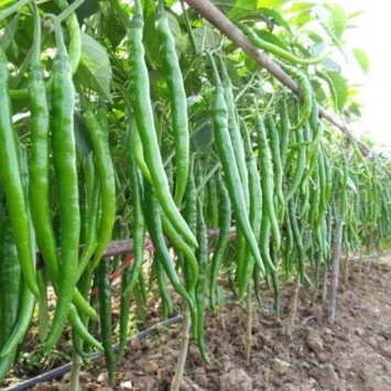 Fresh Capsicum Fresh Chili Horn Pepper Sweet Pepper Green Yellow Red Style Organic Color Weight Origin Type Size Place