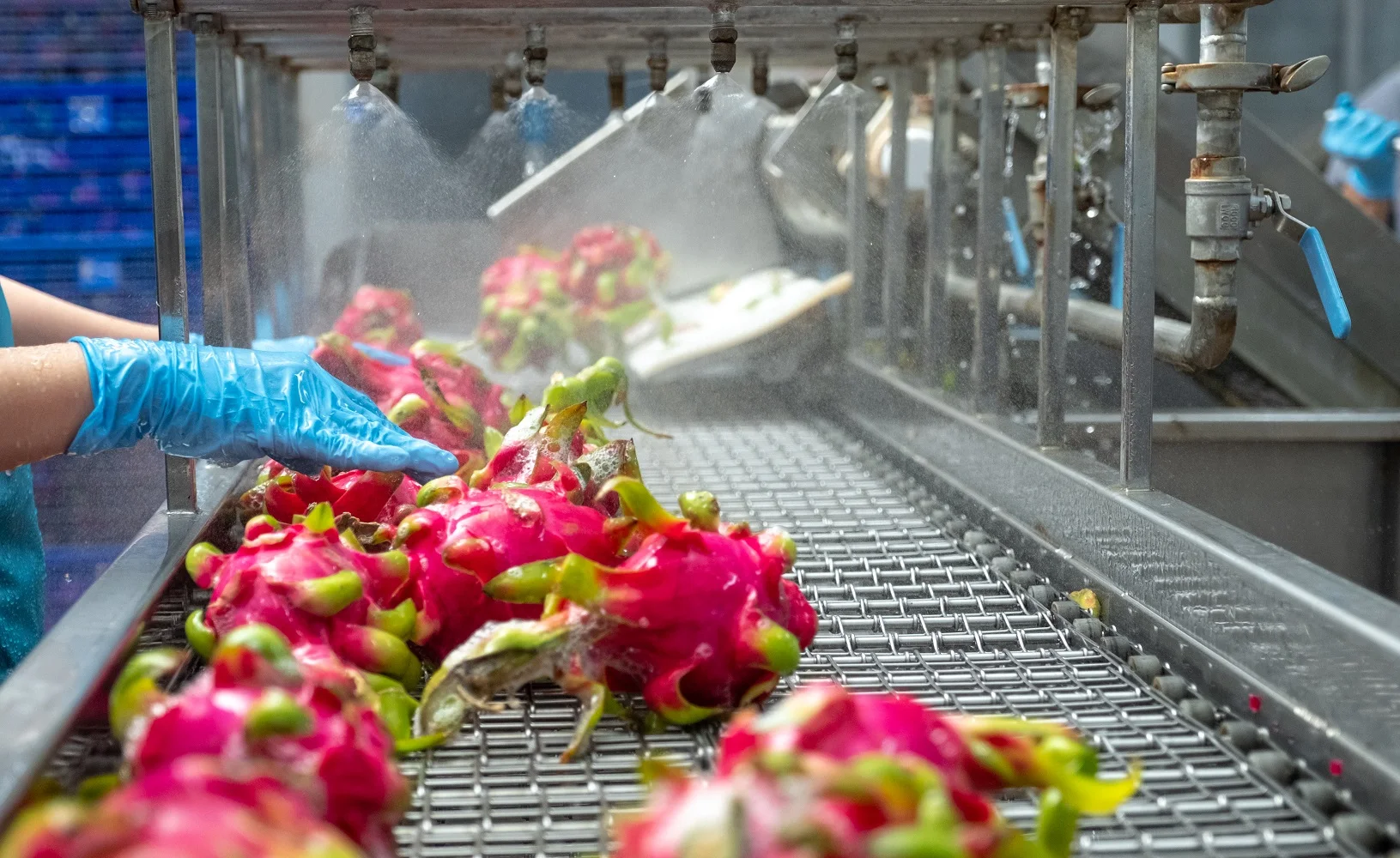 100% Natural Flavor Fresh Normal Feature Organic Naturally Taste Frozen Red Dragon Fruit Puree Seed-in