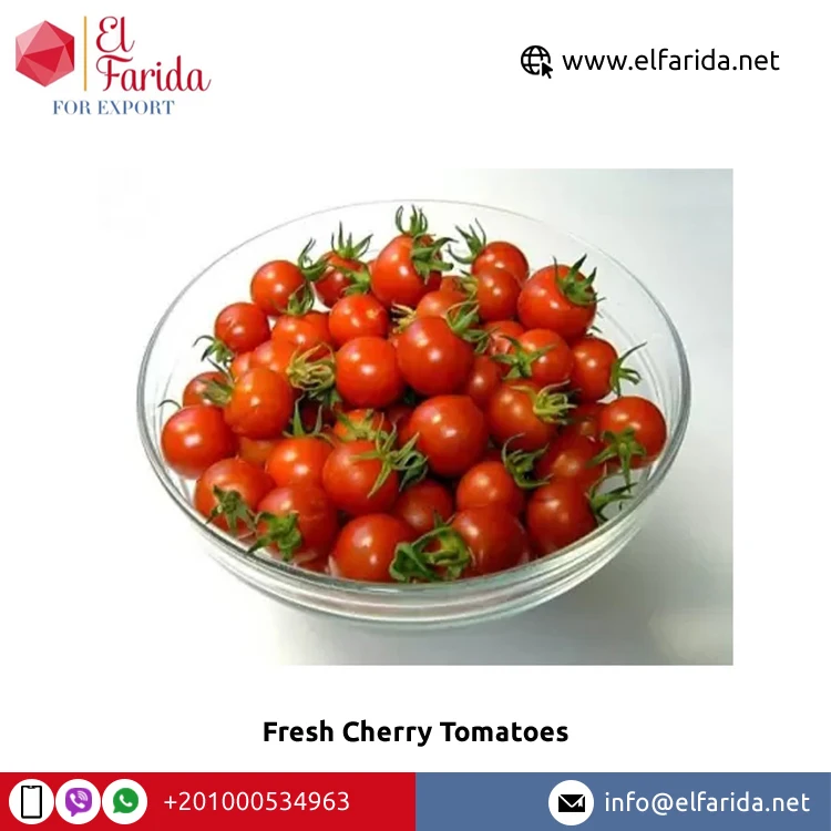 Egypt Origin Supplier Selling Best Quality Fresh Vegetables Products Fresh Cherry Tomatoes at Wholesale Market Price