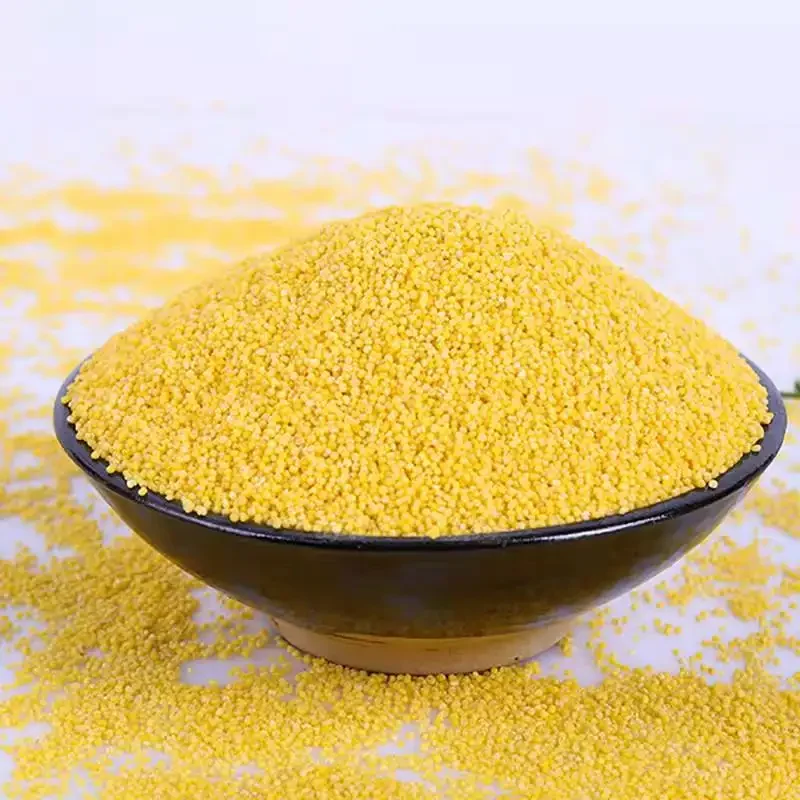 Indian Yellow Millet for Bird Feed from India