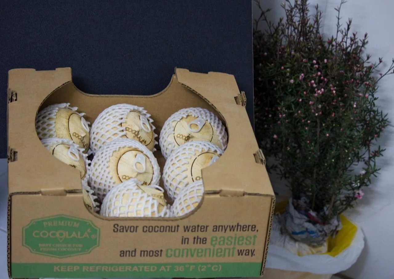 Super Sweet 100% Natural Cheap Price  Coconut With Open Tool High Quality Tasty Hot Selling From Vietnam 2024