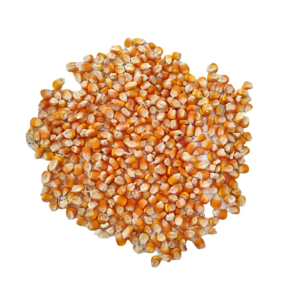 Pure Dried Corn: Ideal For Animal Feed Premium Quality Dried Yellow Corn From Indonesia