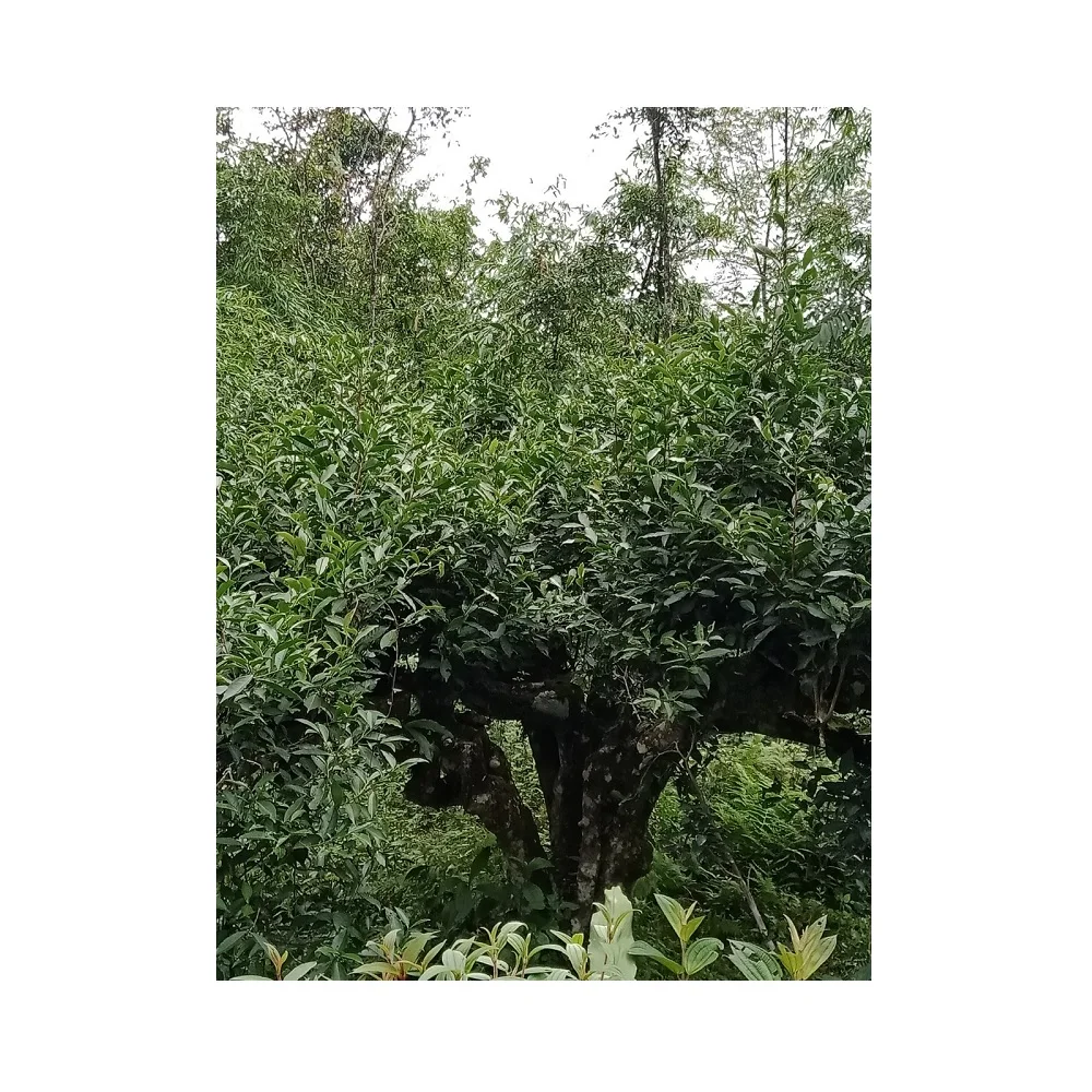 Ingredients Health Age Organic Grade Certificate Style Tea Drink Fresh 100% green tea  Snow Shan Tea From Vietnam