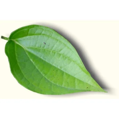 100%  pure natural and top grade Precious Quality With Best Price Betel leaf essential oil