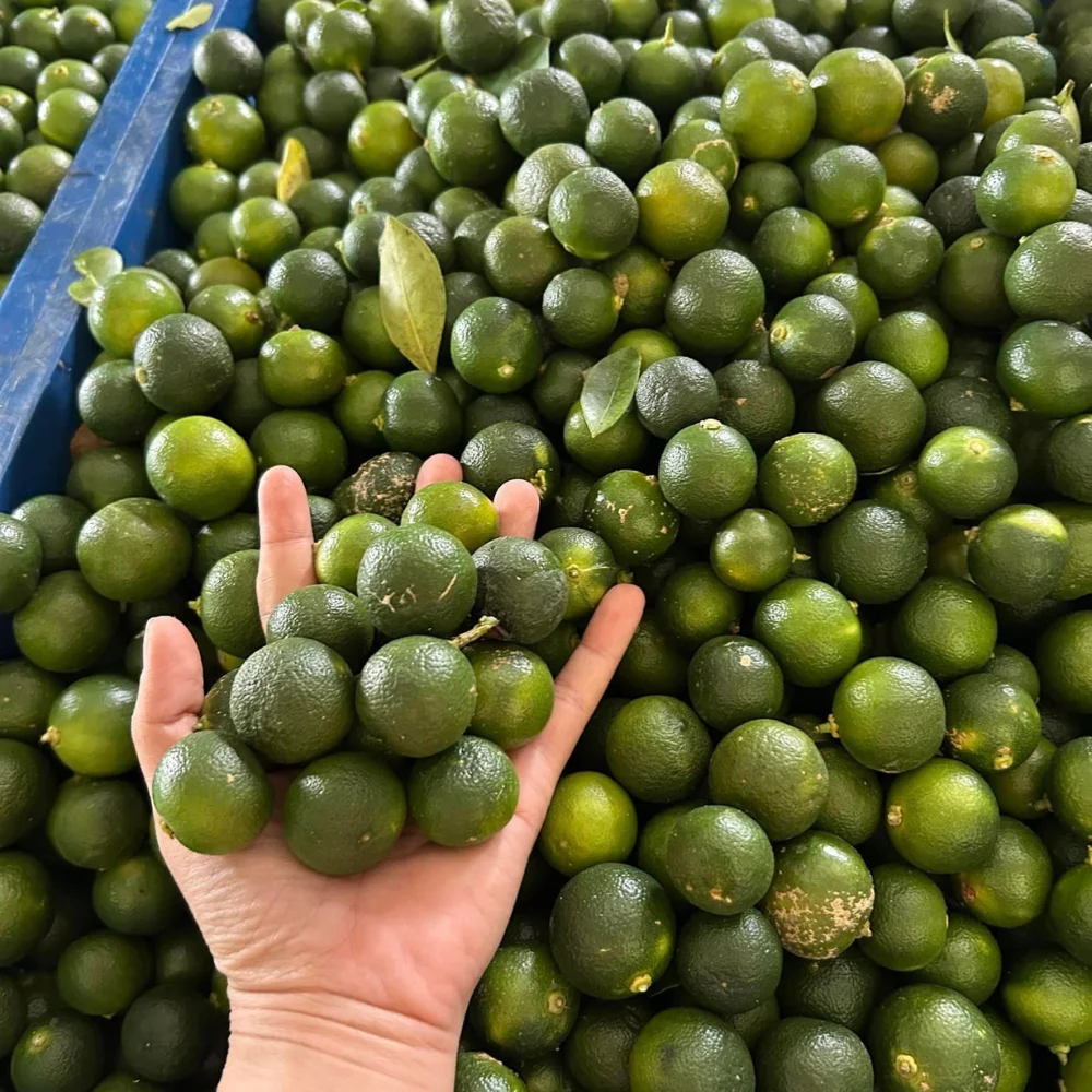 100% Frozen IQF Whole Kumquat In Vacuum Bag for Juice Green Color not Rotten Citrus