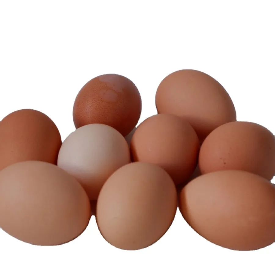 Оптовая продажа, 100% натуральный продукт, Выращенный в Узбекистане, свежие куриные столовые яйца, коричневые и белые куриные яйца