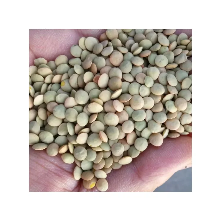 Cheap Red Lentils for bulk sale
