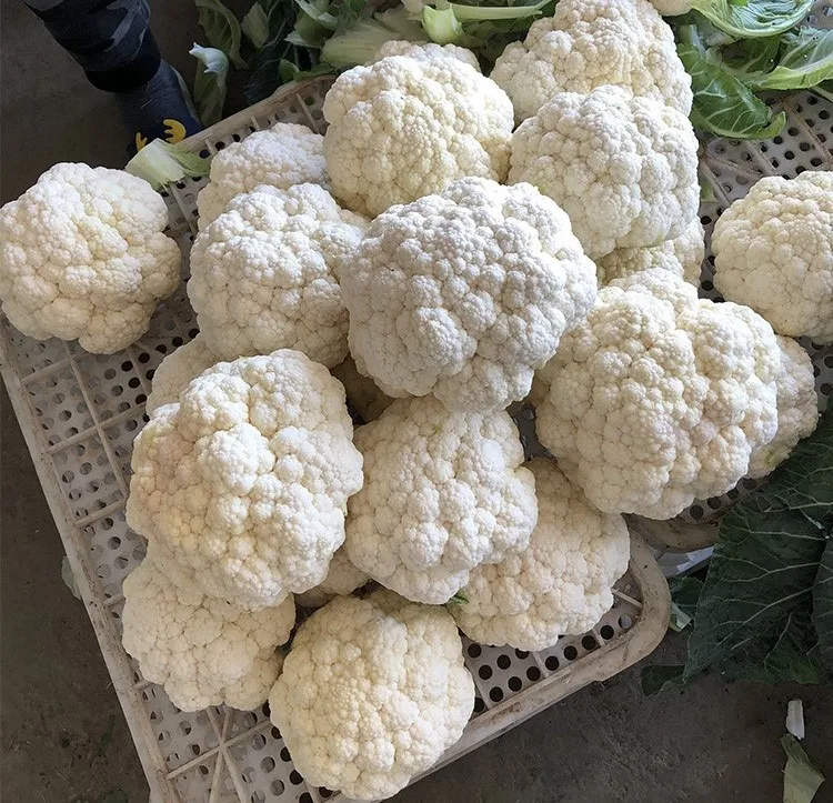 Cheap Price  export fresh cauliflower for wholesale