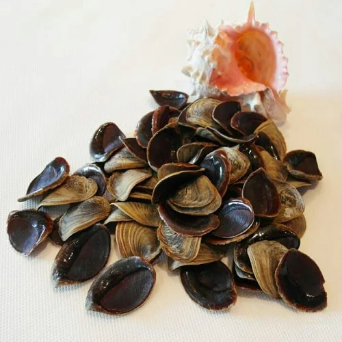 Wholesale operculum shells of dried seafood shellfish - Murex  operculum Seashells