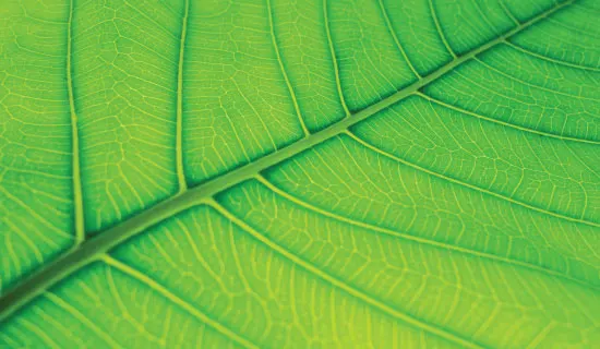 Halal Certification Herbal Pharm N2 Chlorella Maintains Cholesterol Healthy Sugar Levels 450 Tablets N2 Chlorella Algae