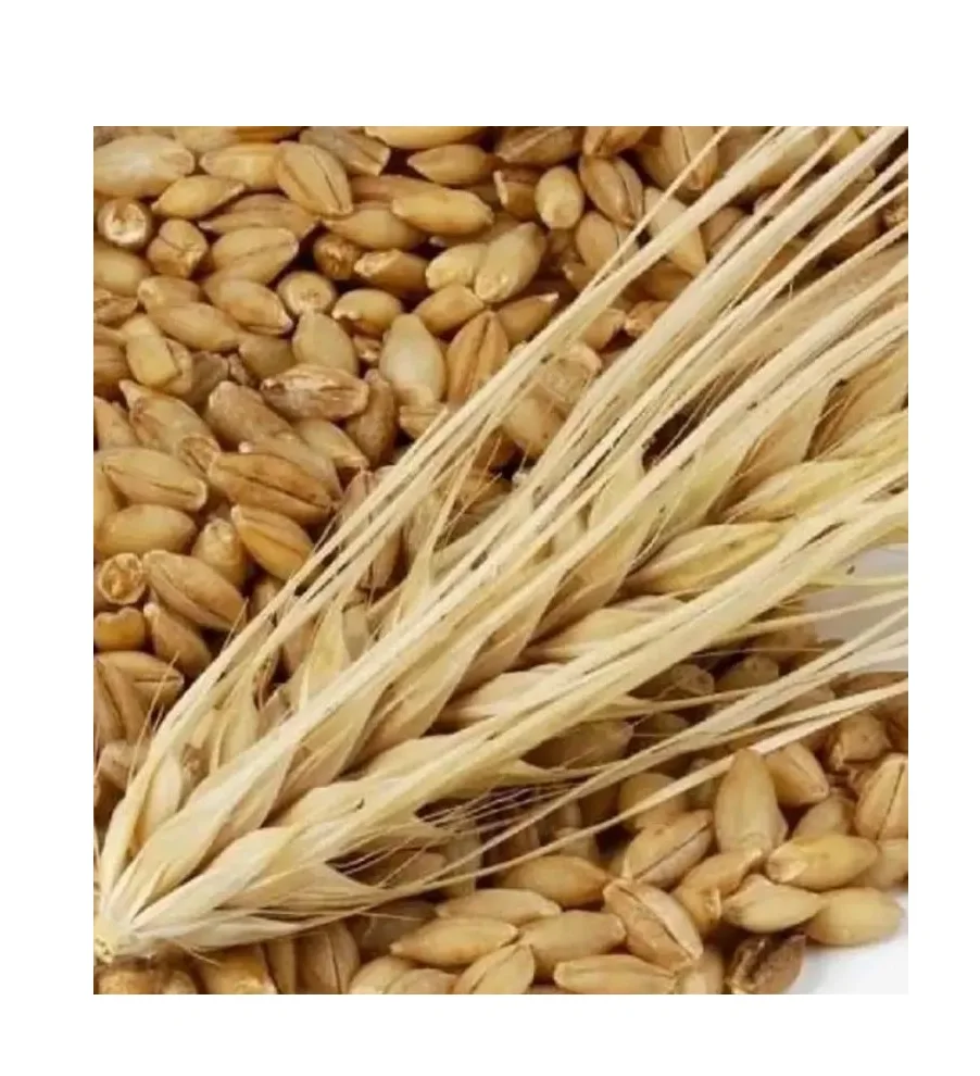 Premium Organic Barley Seeds Ideal for Feeding Dogs, Chickens, and More - Max Nutrition in Every Bag