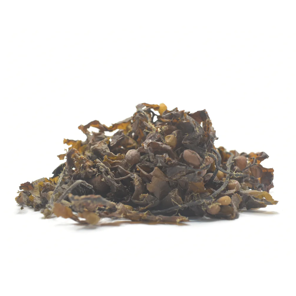 Premium Natural Dried Sargassum Seaweed Wild Crafted Origin from Indonesia Organic Seaweed Supplied by Trusted Ocean Origin