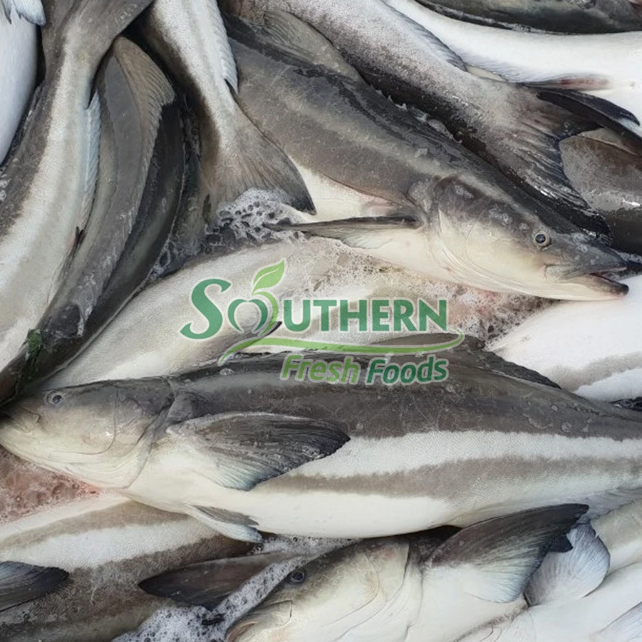 Type weight delicious cooking method high quality seafood Frozen Cobia WR Sea Fish Farm Raised SFF from Vietnam