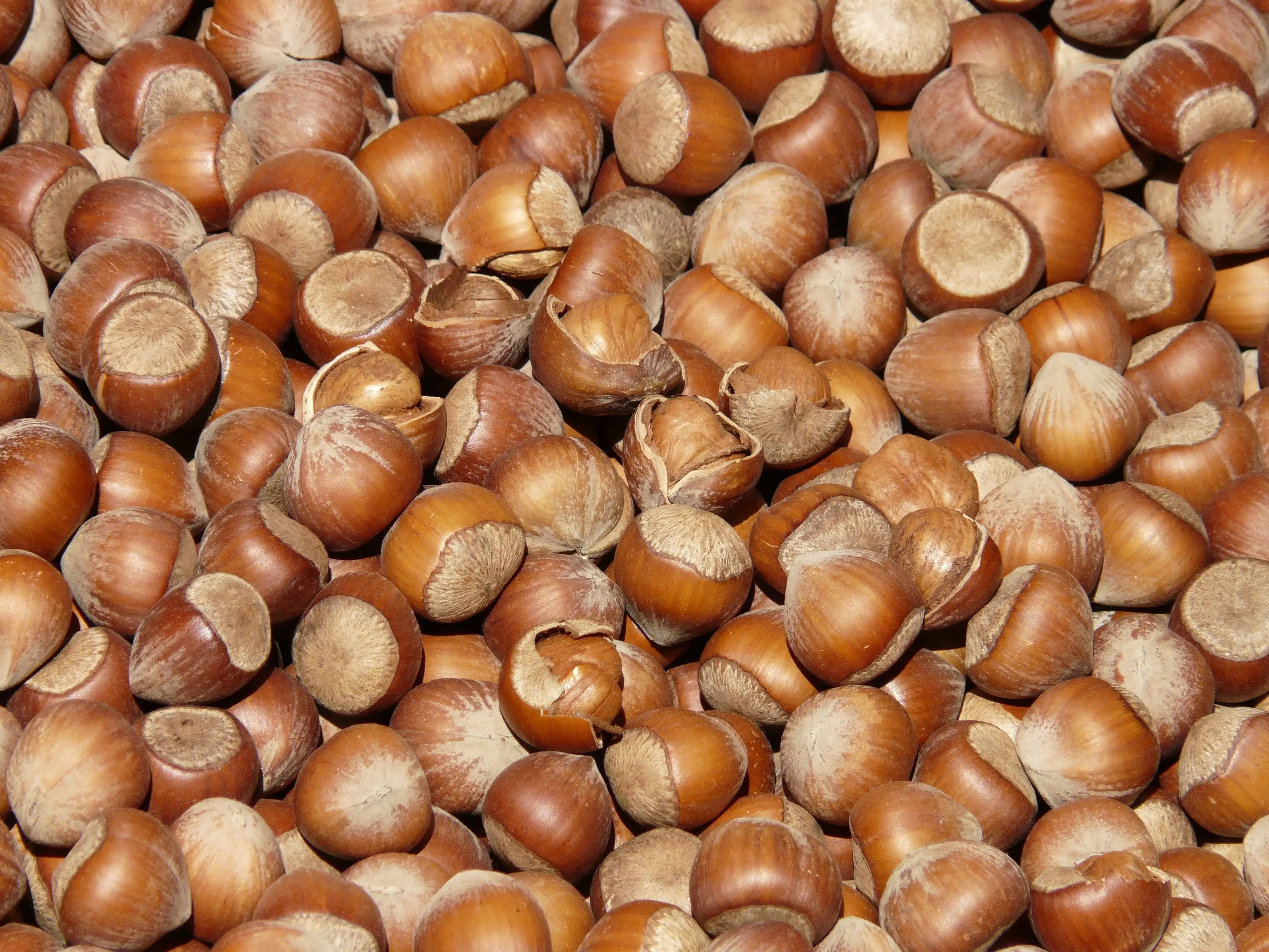 TURKISH Hazelnut Style Packaging Organic Raw Origin Type High Dried Wholesale Quality Turkish Hazelnut AGROWELL TURKISH GOODS