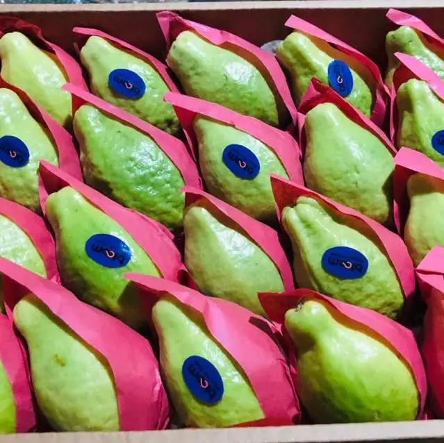 guava from egyptian lands