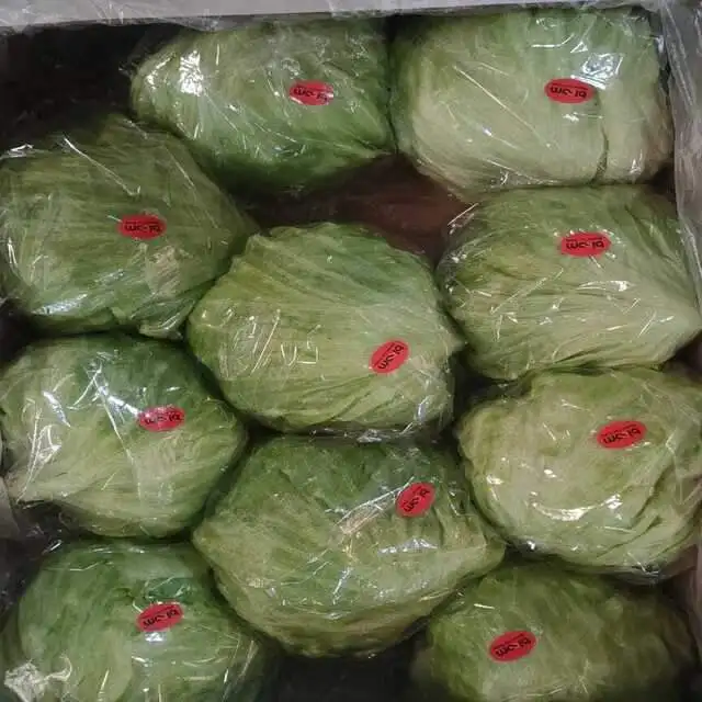 Wholesale Good Product Green Fresh Iceberg Lettuce from Egypt