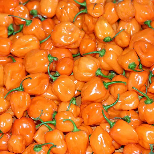High Quality Fresh Habanero and Green Pepper from Leading SupplierFor Export