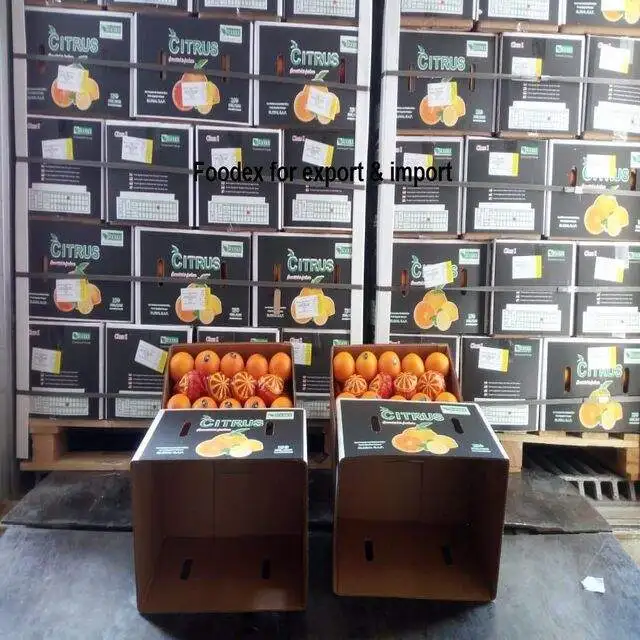 Sweet Delicious Navel Orange For Sale new corp
