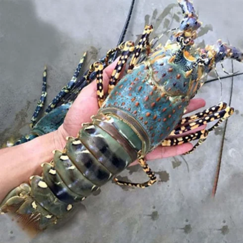 Доступная цена, натуральный спиннистый Лобстер/IQF Лобстер из Вьетнама