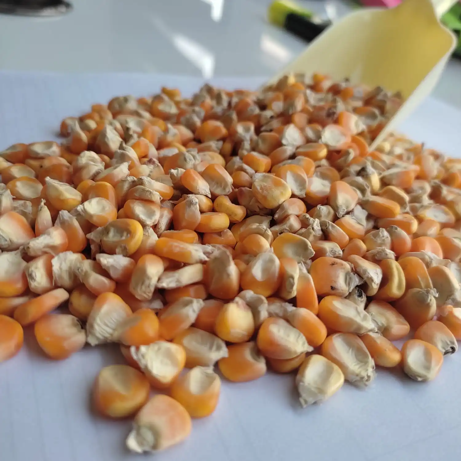 Agricultural Products Yellow Maize Cattle Food