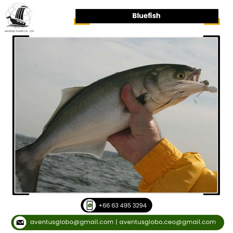 Best Exporter Supply Highest Quality Cook & Eat Cold Storage Bluefish Seafood at Best Market Price