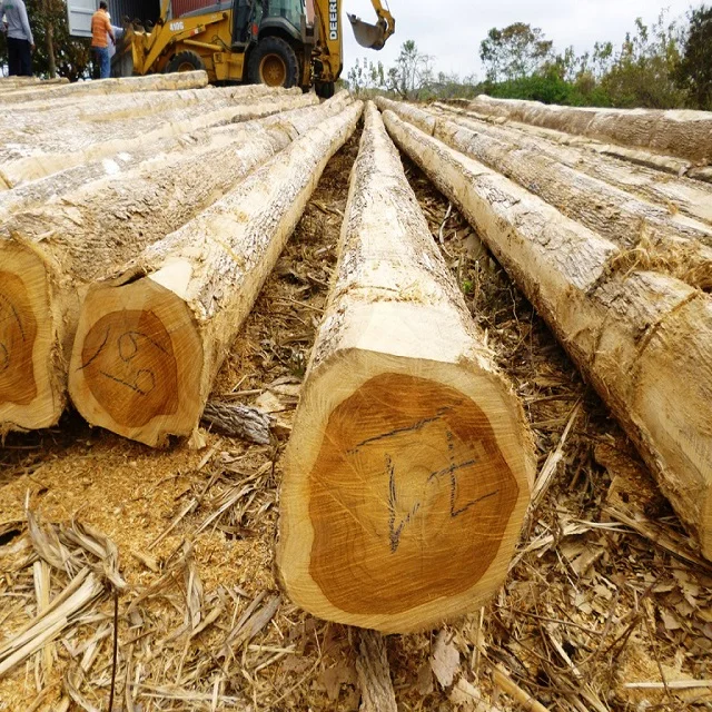 Прямая поставка с завода высококачественные круглые эвкалиптовые бревна 120 см ниткой