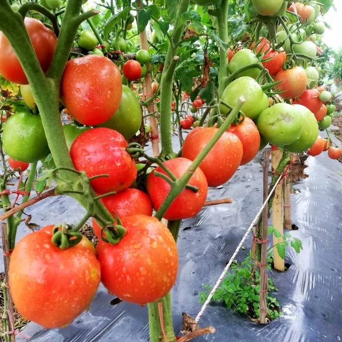 FRESH TOMATOES from Vietnam Green Style GLOBAL GAP Color Weight Origin Type Roma Variety Greenhouse Grade TOMATO Product Place