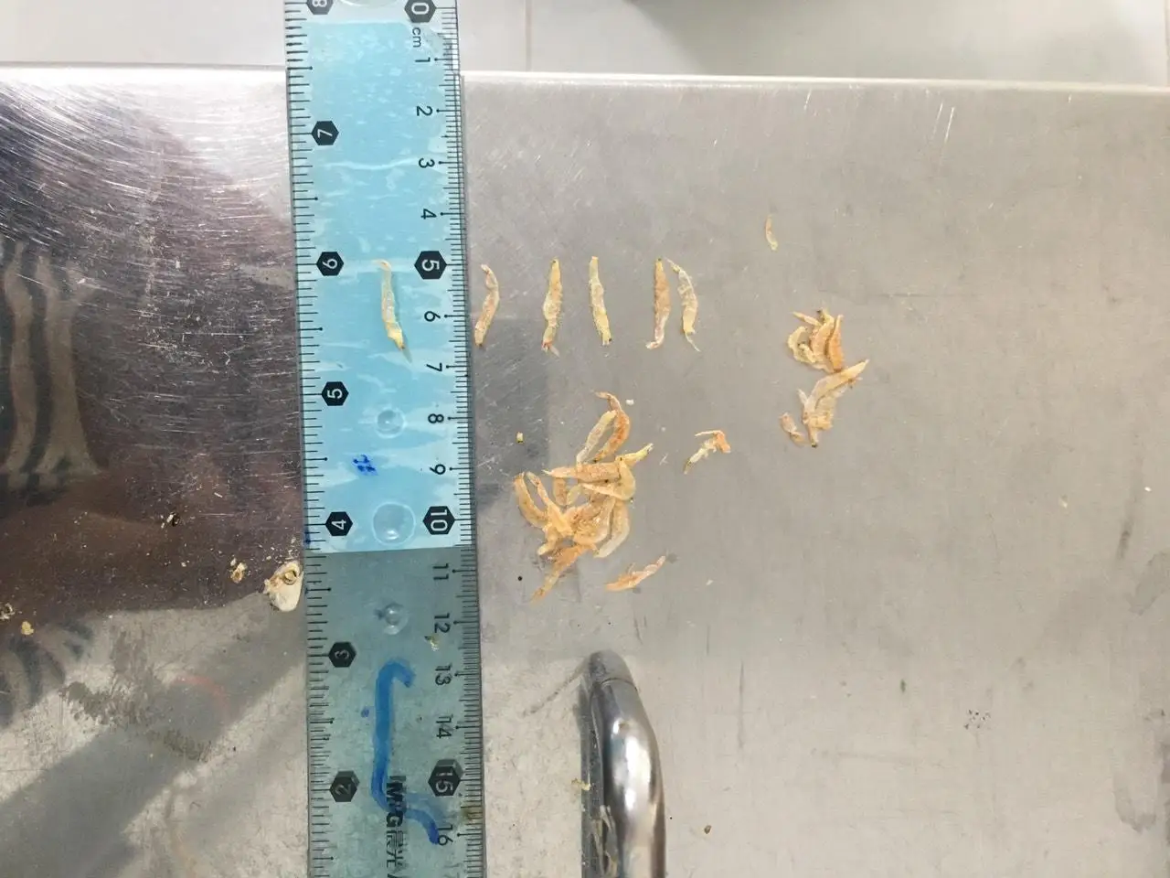 Manufacturer of Dried Baby Shrimp From Vietnam/Dried Acetes/ Mr.Leo +84 965 467 267