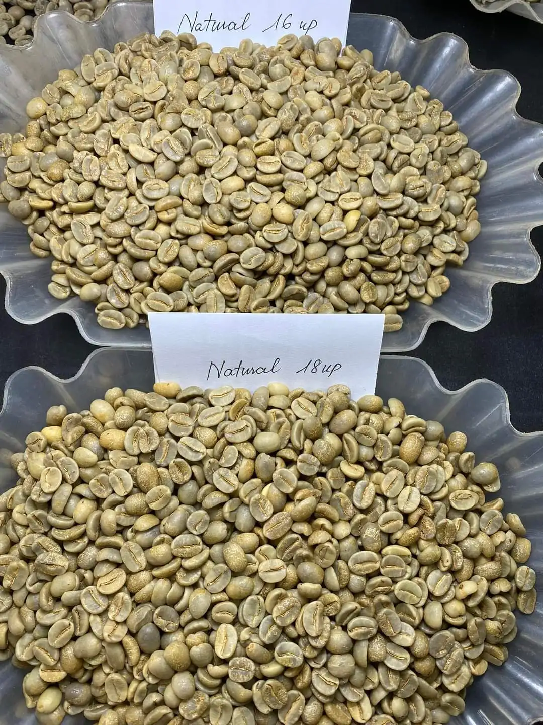 Green Coffee Beans New Product Agriculture Robusta Coffee Beans from VIETNAM