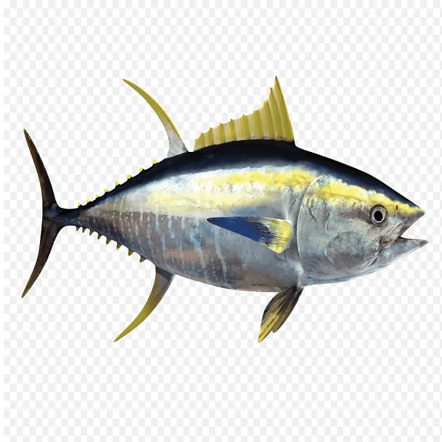 Land frozen Long tail tuna FISH, frozen tuna fish tuna seafood for sale