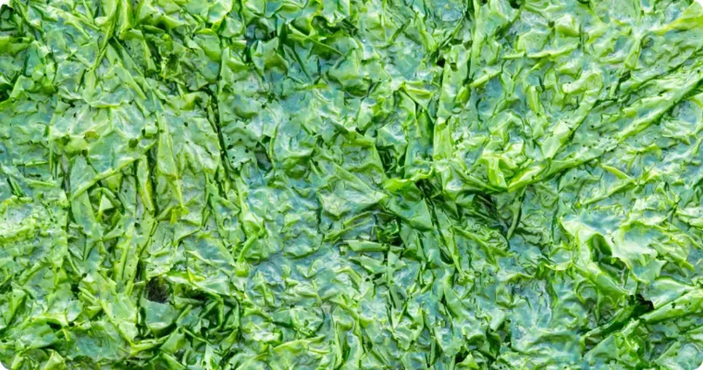 Dried Ulva Lactuca/ Green Seaweed/ Sea Lettuce Seaweed sea moss natural green color good price  premium quality from Vietnam